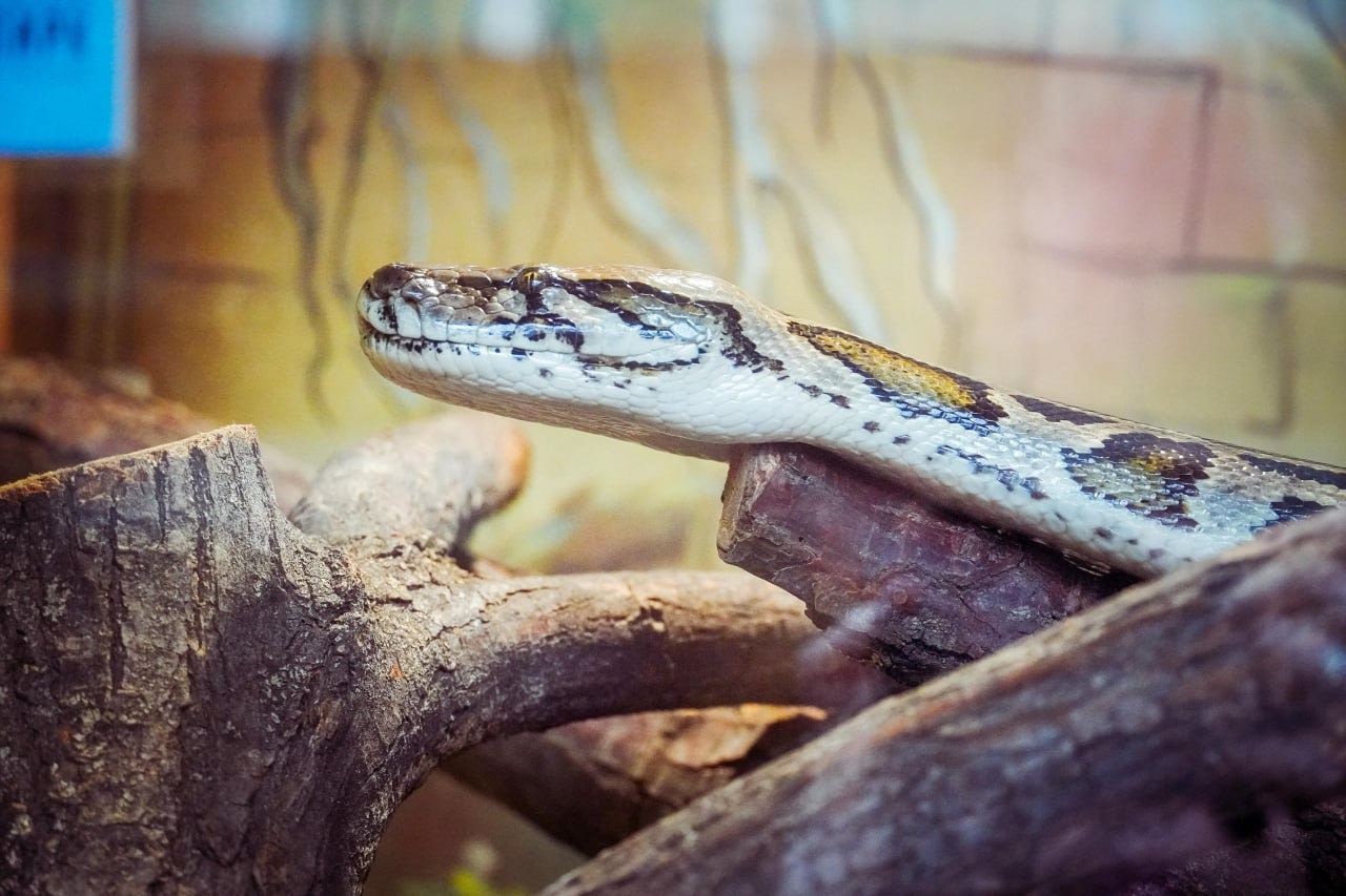 тигровый питон3.jpg тигровый питон3.jpg