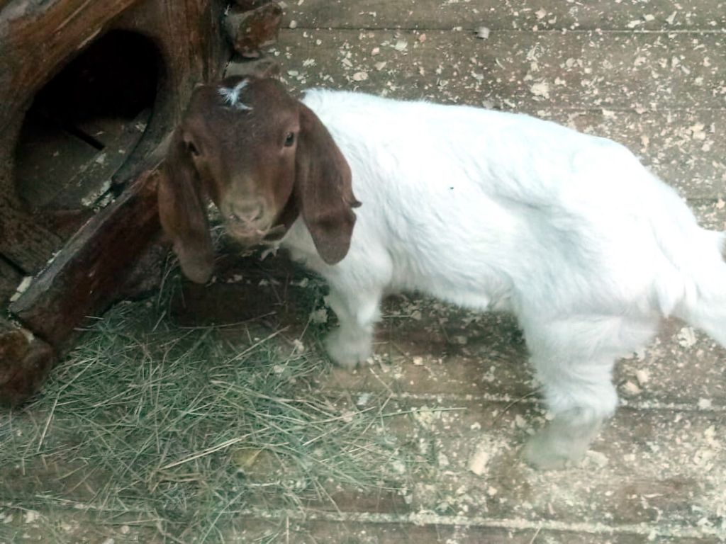 коза.jpg коза.jpg