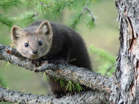 заповедник 2.jpg