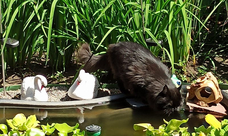 1660823895818.jpg 1660823895818.jpg