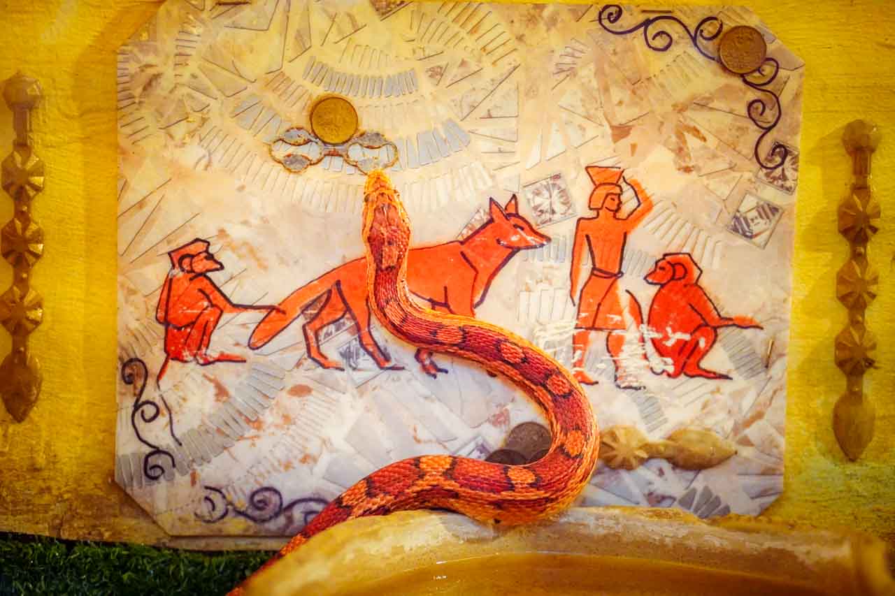 маисовый полоз1.jpg маисовый полоз1.jpg