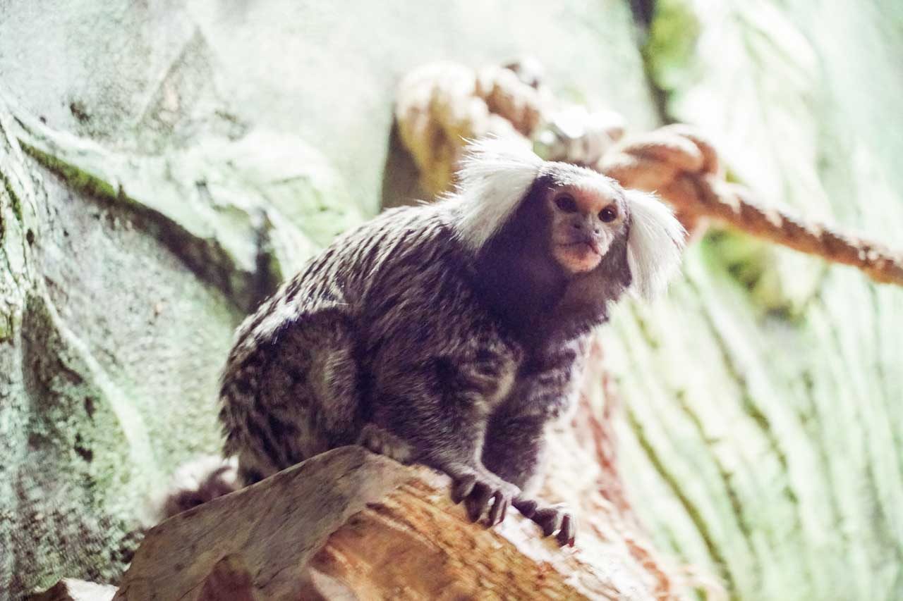 игрунка взрослый.jpg