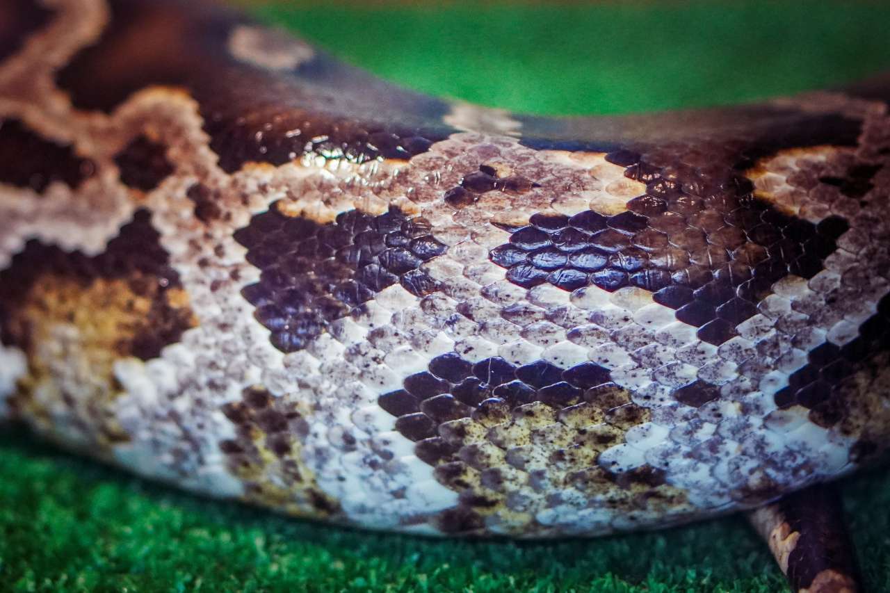 тигровый питон.jpg тигровый питон.jpg