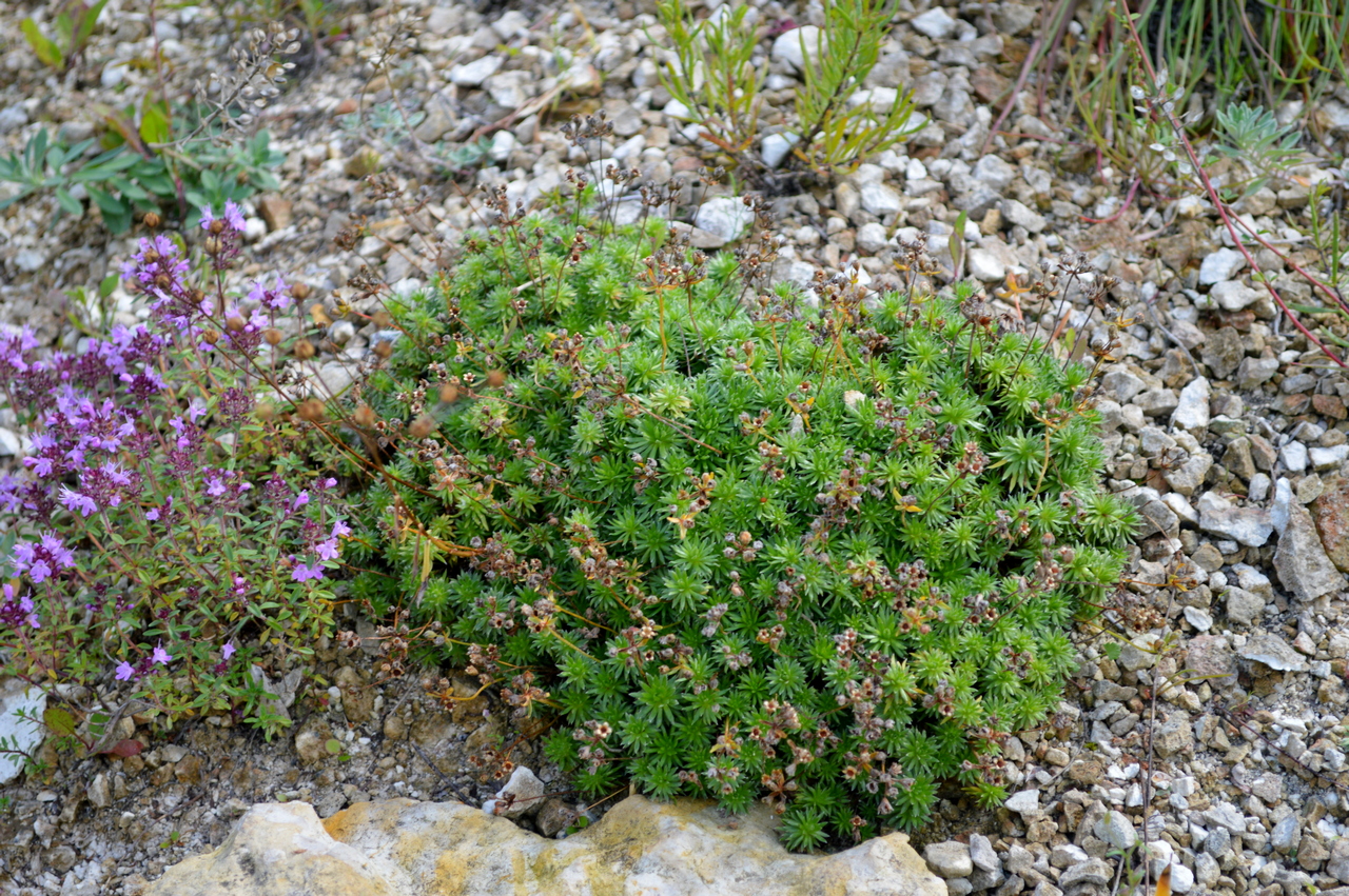 DSC_0386.JPG