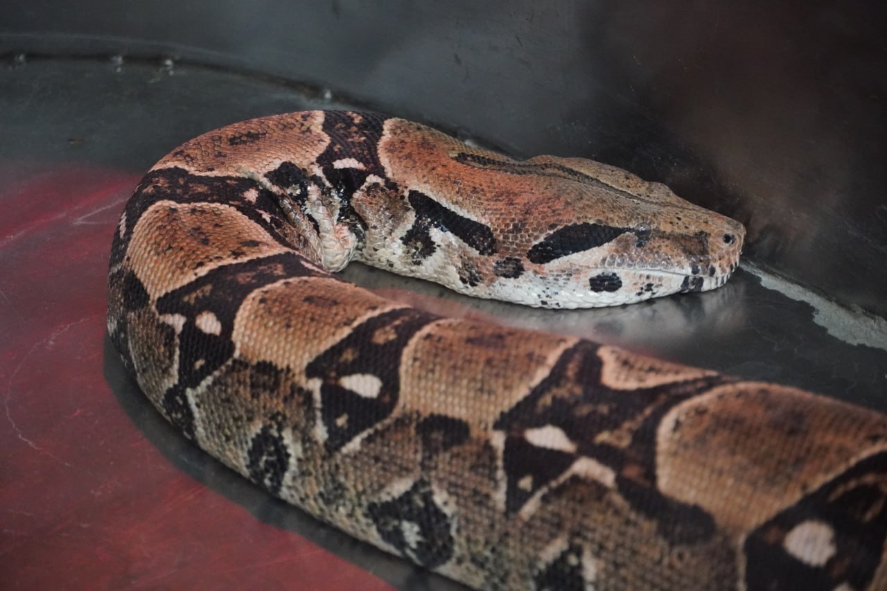 удав.jpg удав.jpg