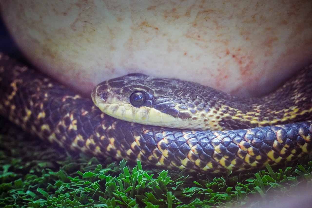 узорчатый полоз.jpg узорчатый полоз.jpg