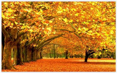 дары осени.PNG