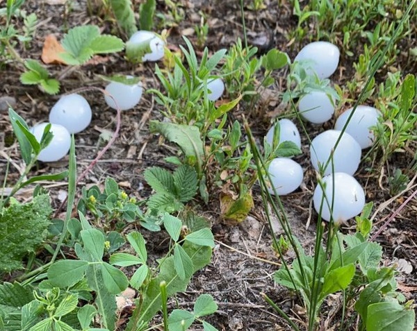 Острогожск.jpg Острогожск.jpg