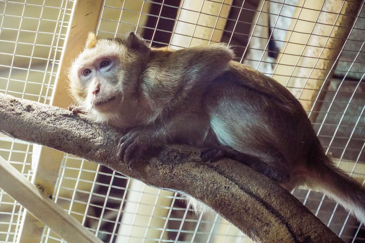 макак Сэм.jpg