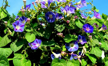 вьюн зеленый.jpg