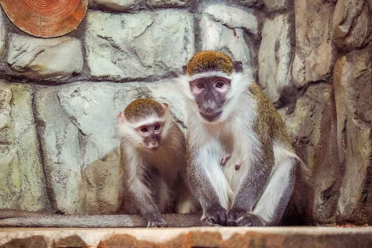 мартышки мама и ребенок.jpg