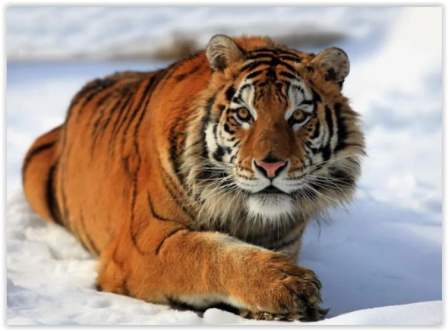 среда обитания.PNG