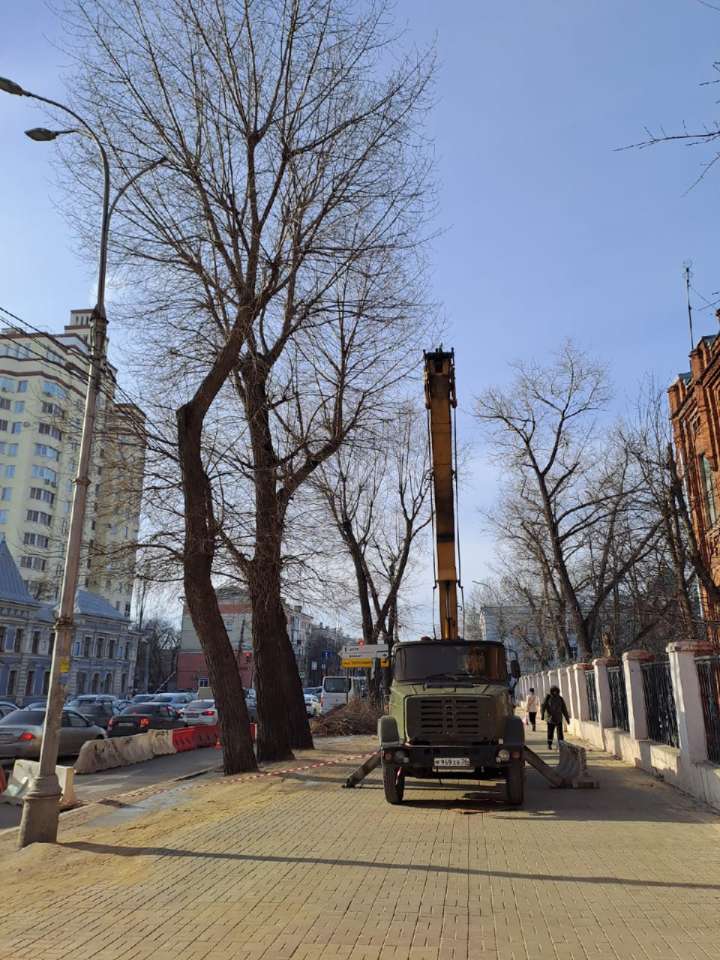 деревья пилят.jpg деревья пилят.jpg