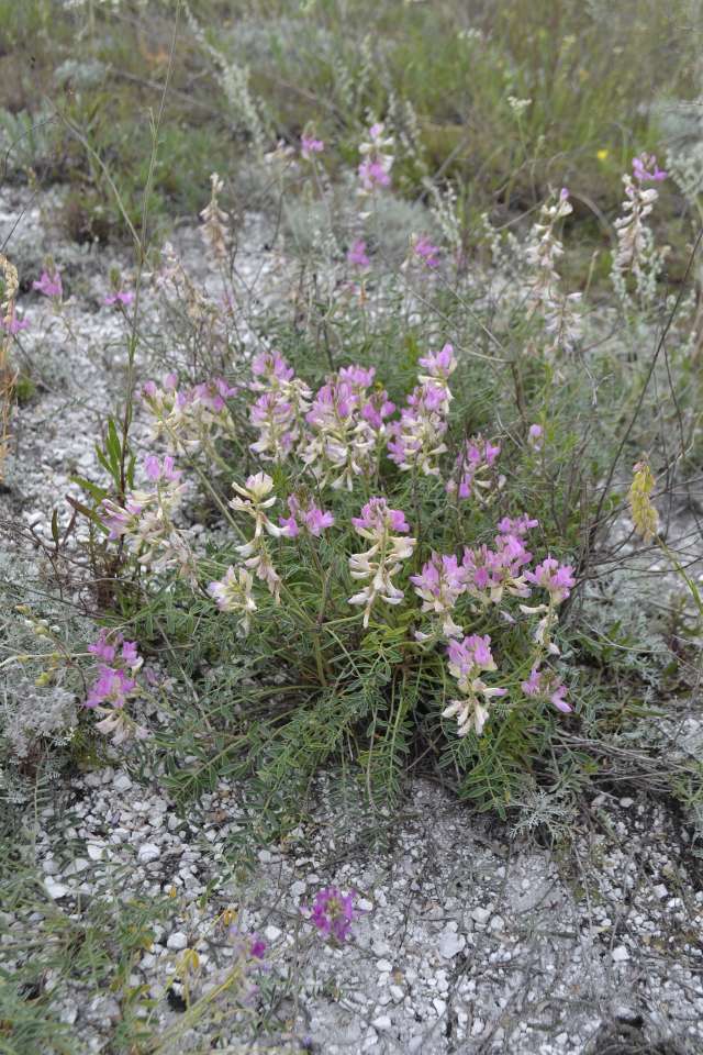 копеечник украинский-сайт.JPG