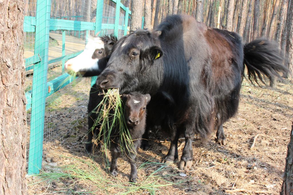 Червленный Яр.jpg