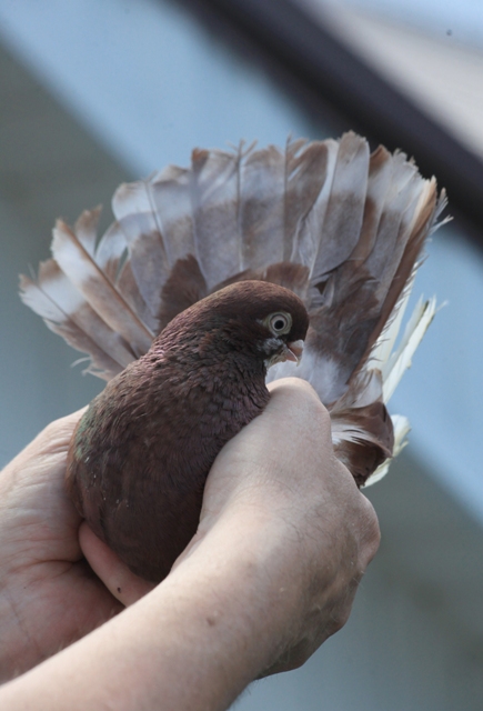 волжский ленточный.jpg волжский ленточный.jpg