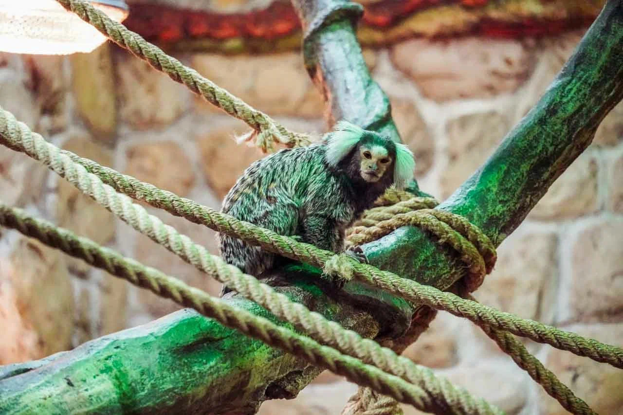 игрунка взрослая.jpg