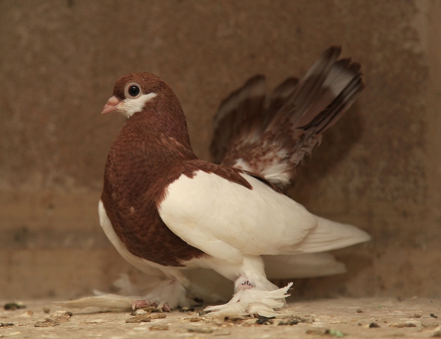 Волжские ленточные.jpg Волжские ленточные.jpg