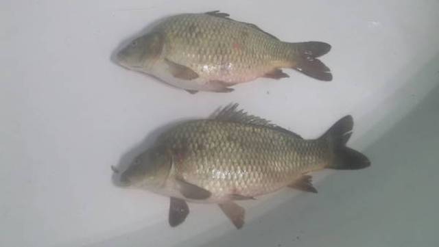 Дальний Раг.jpg