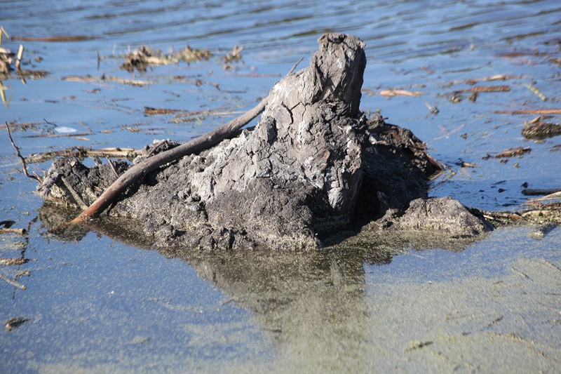 Пень 0003.jpg Пень 0003.jpg