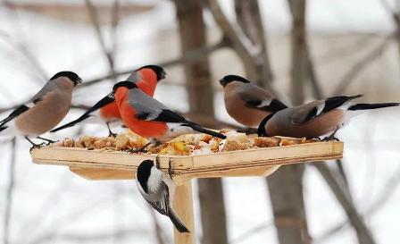 Турнир орнитологов.JPG