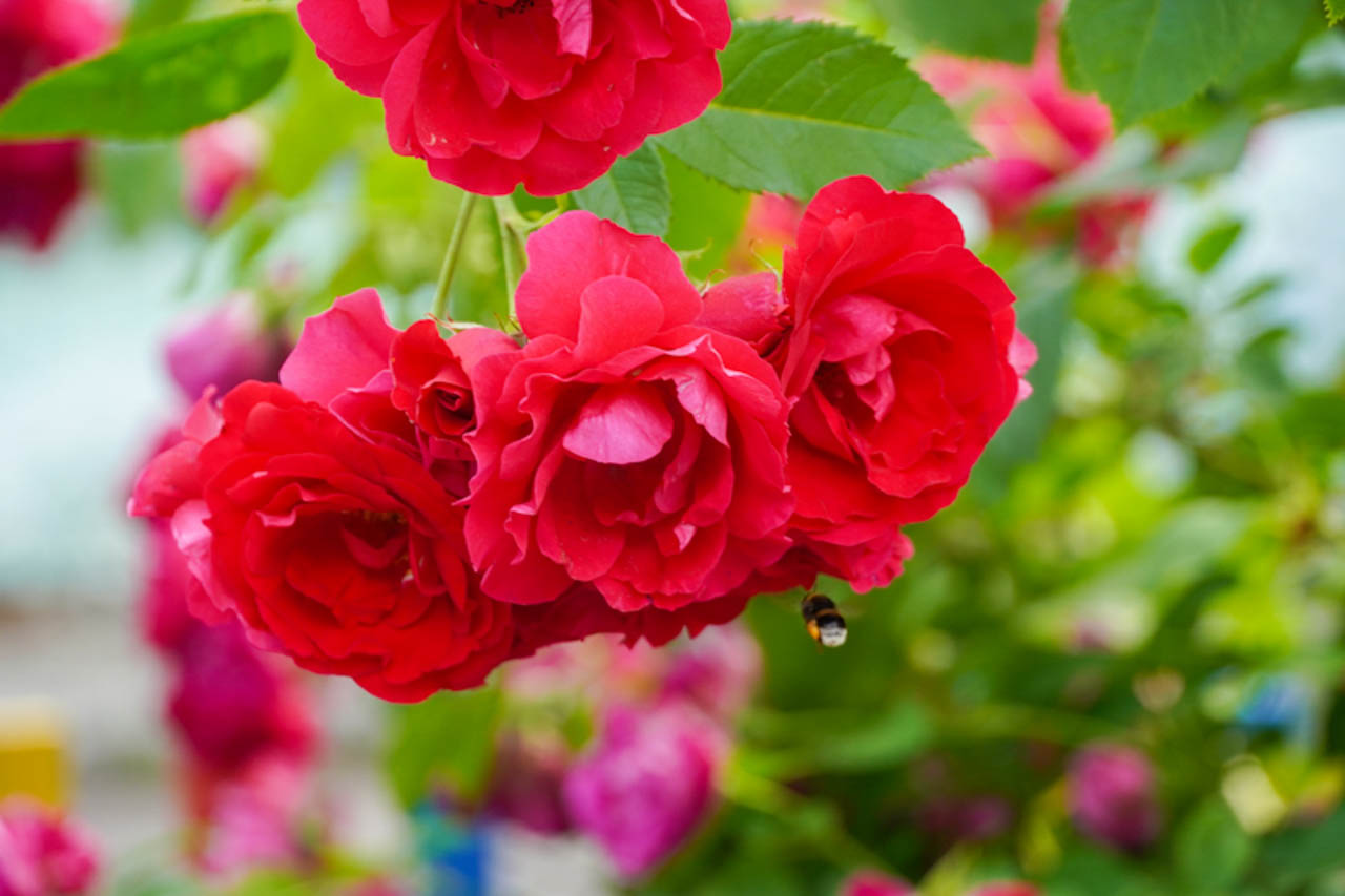 цветы шипочник лето фото ермакова (1).jpg