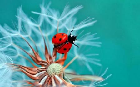 Божьи одуванчики.JPG