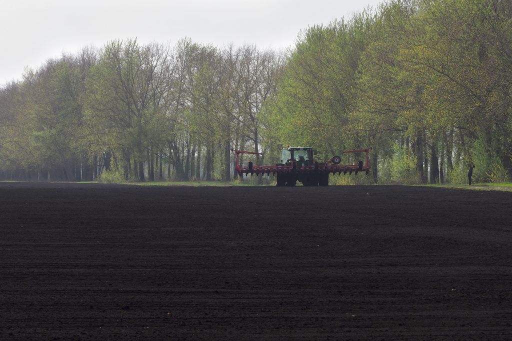 Гусь сх.jpg Гусь сх.jpg