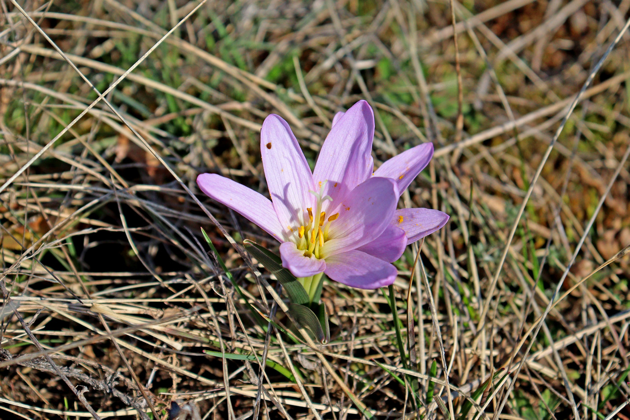 брандушка разноцветная-для сайта.JPG