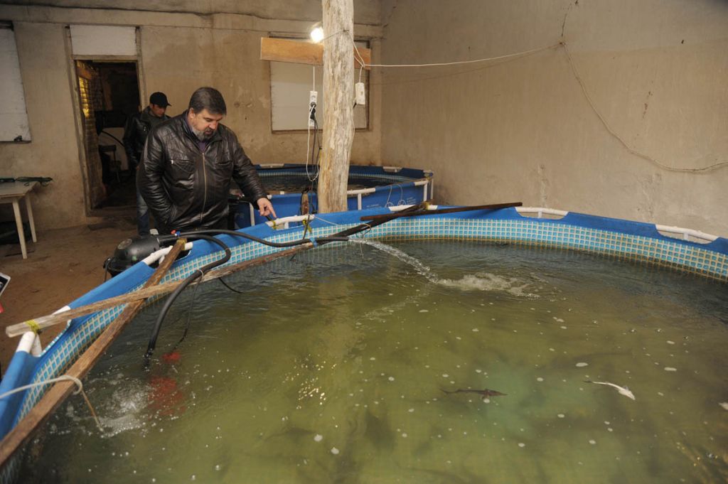 малахов к главе осетрина....JPG