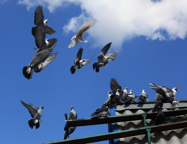 воронежские зоревые.jpg воронежские зоревые.jpg