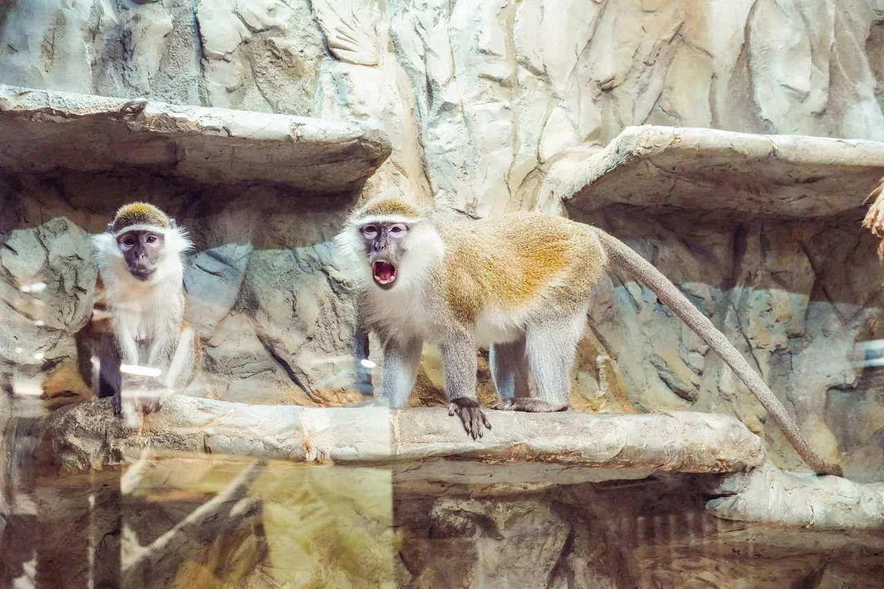 зеленая мартышка2.jpg