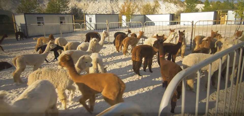 Из Чили в Воронеж спецрейсом прибыли 250 альпак