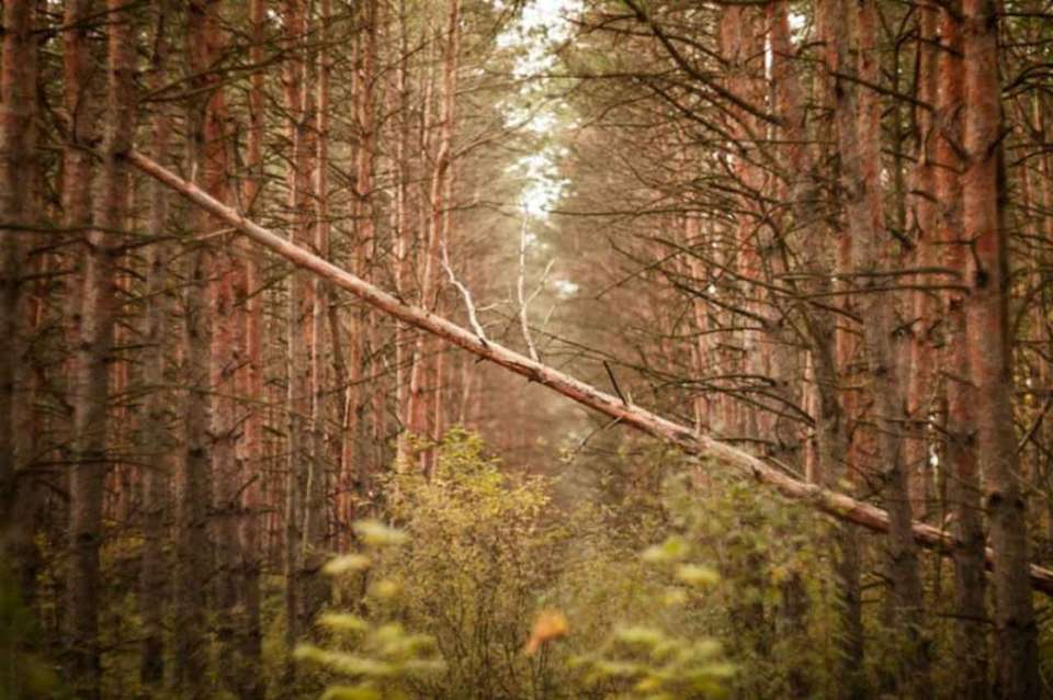 Пропали 25 человек за неделю в Воронежской области