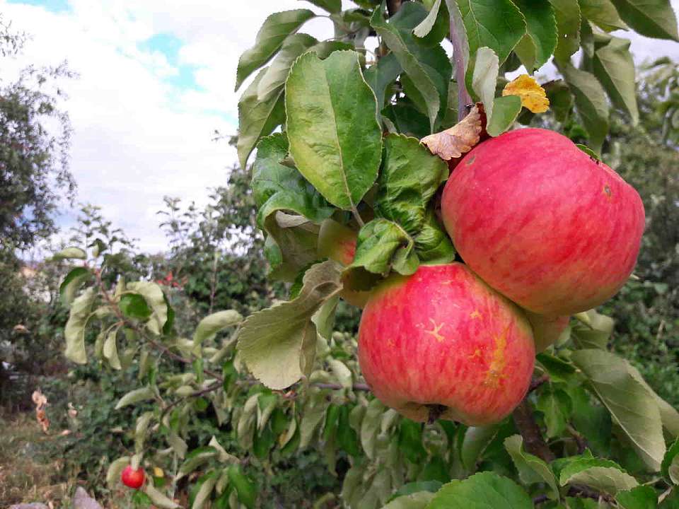 Лидером в России по органической продукции признали Воронежскую область