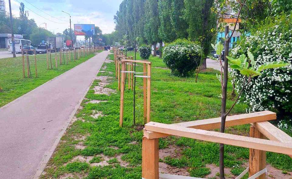 Воронежцев попросили не выполнять самостоятельные «уходные» работы за высаживаемыми растениями
