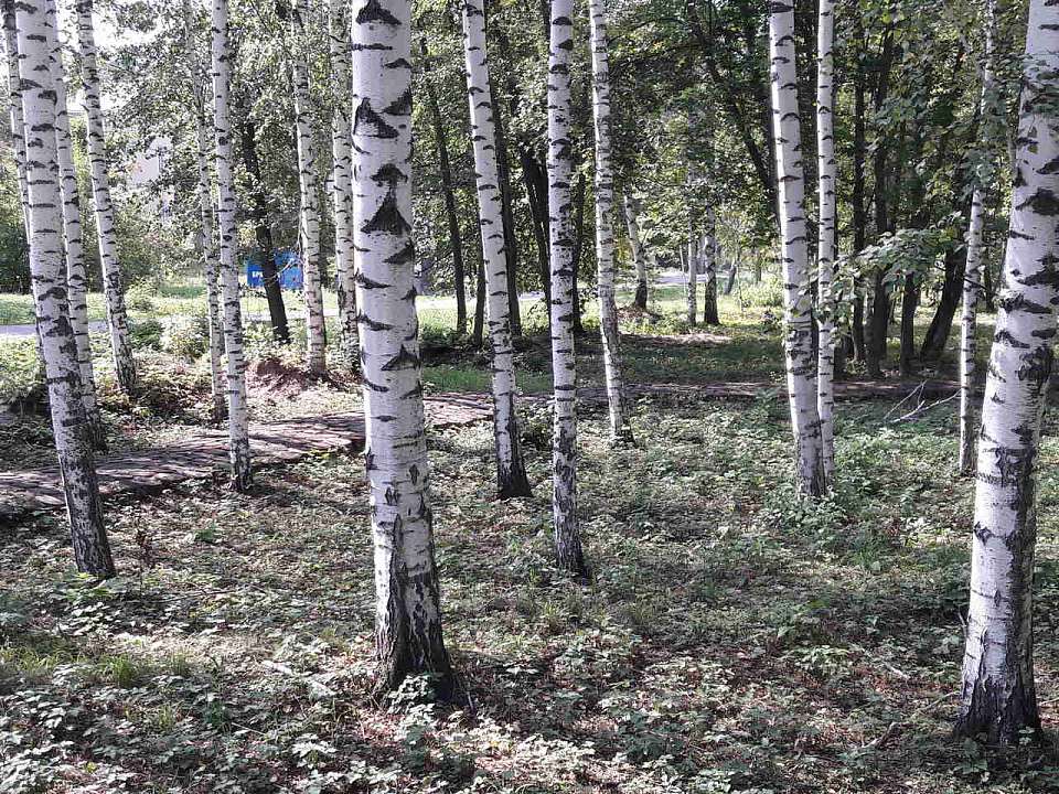 В Воронежской области установят охранный режим для 187 памятников природы