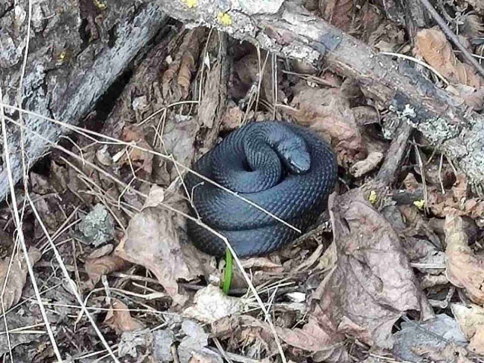 О проснувшихся змеях предупреждают жителей Воронежа