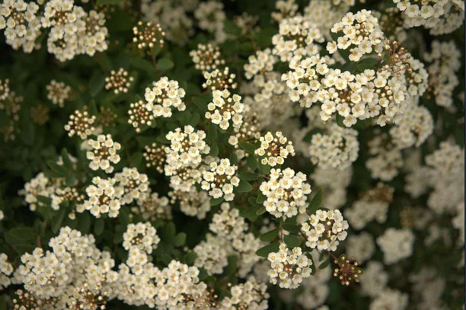 Красотой весенней природы делятся участники флешмоба «Цветущий май»