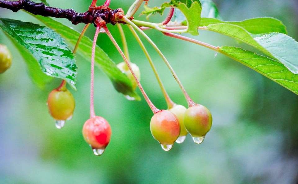 Какой будет погода в Воронежской области в четверг, 19 июня