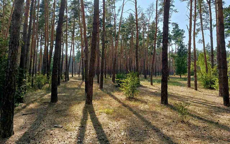 Почти половина лесов в Воронежской области обновляется с помощью техники