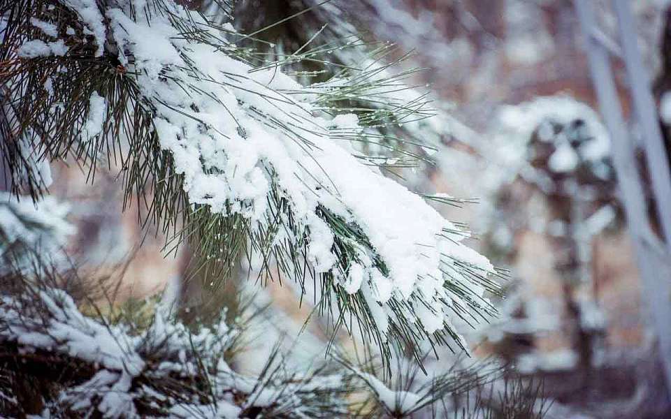 Потепление и снегопады придут на рабочей неделе в Воронежскую область