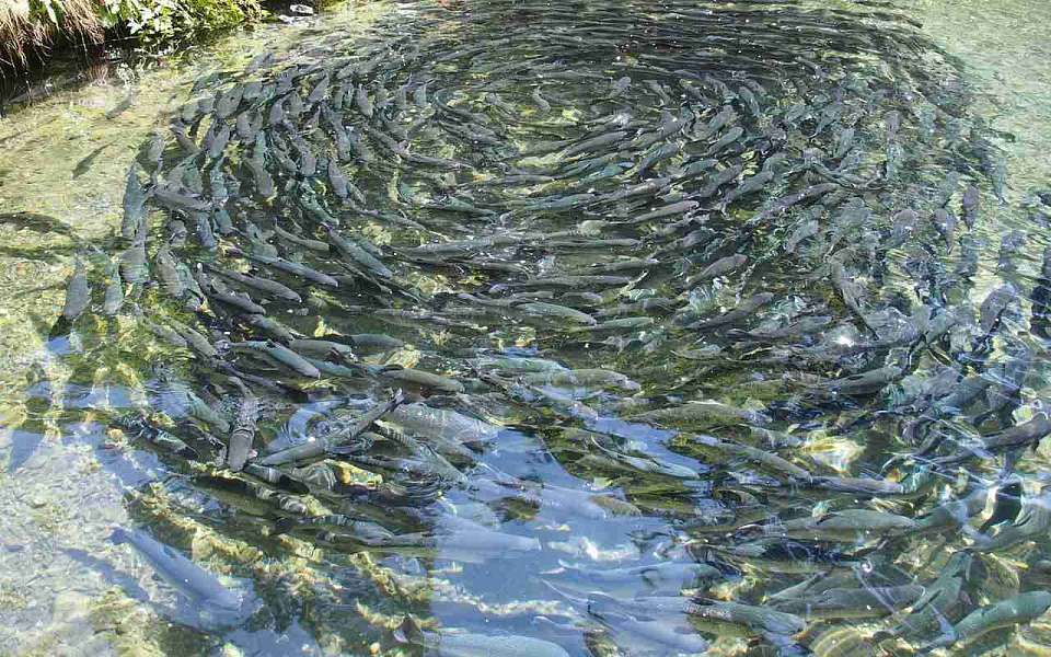 Корм для рыб ценных пород создали воронежские ученые