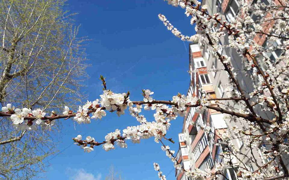 Потепление ожидается на рабочей неделе после майских праздников в Воронежской области