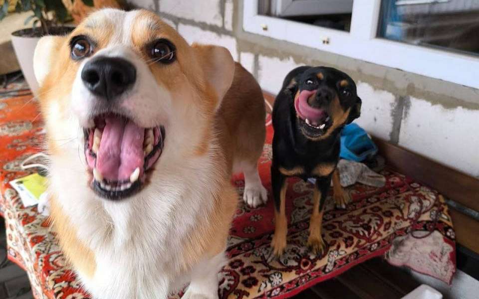 График бесплатной вакцинации животных против бешенства появился в Воронеже 