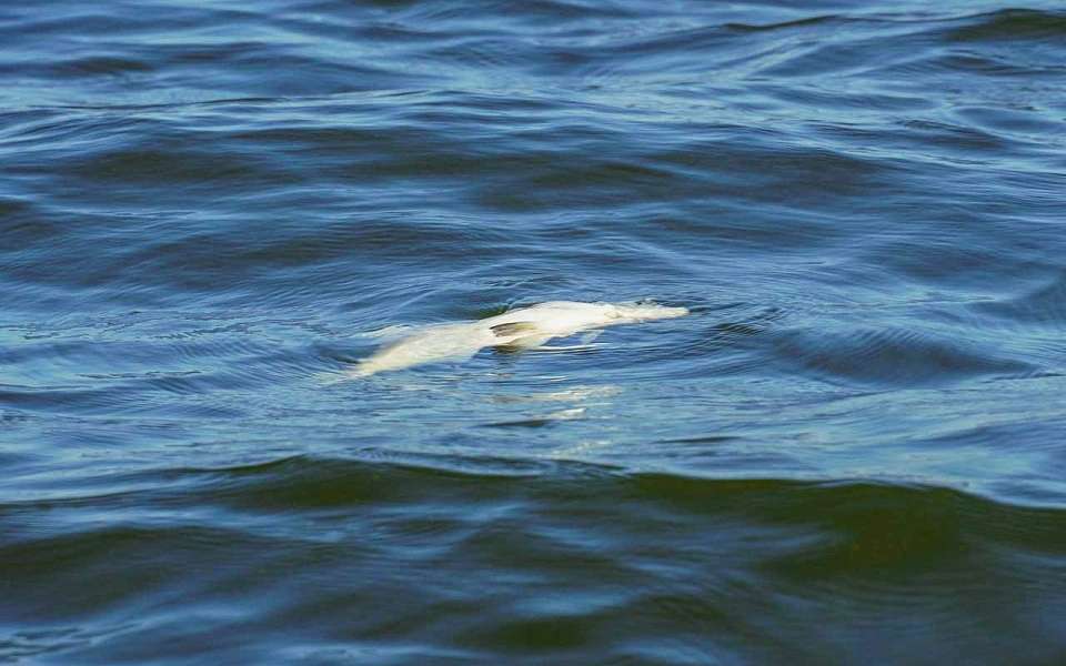 С бывших владельцев ЛОС не взыскали миллиардный штраф за ущерб водохранилищу в Воронеже