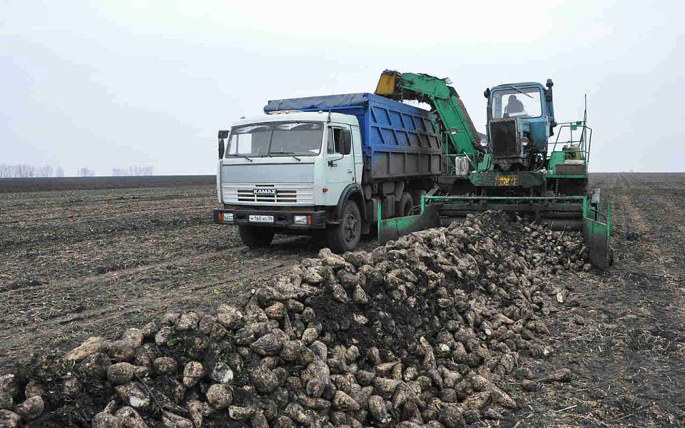 Объем экспорта в аграрном секторе Воронежской области вырос на треть