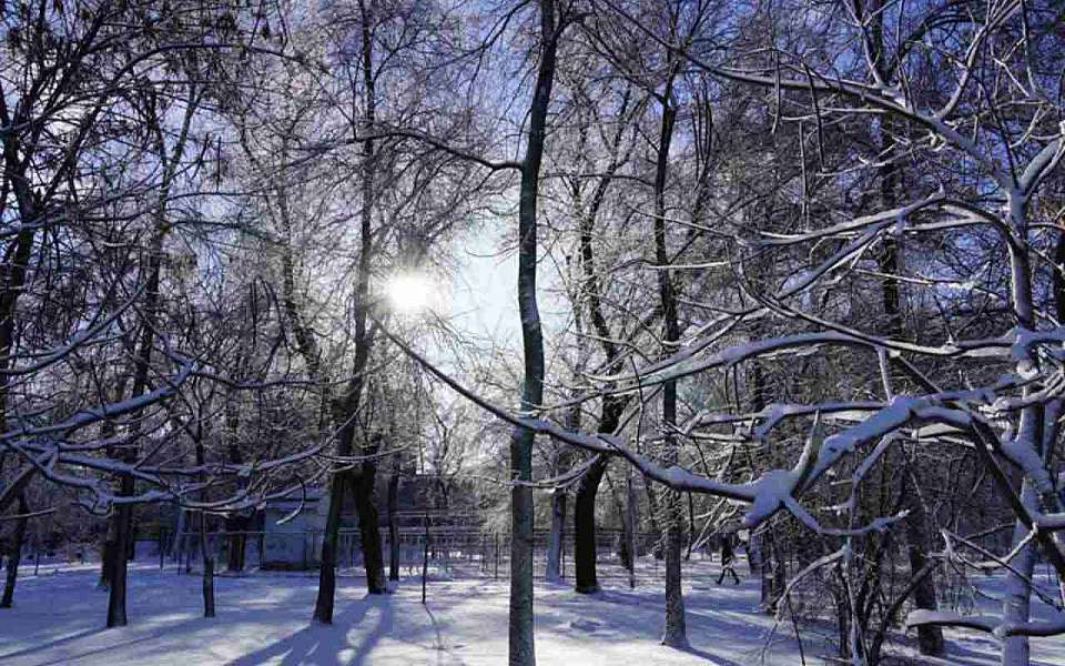 Мороз до -20 градусов придет на первой рабочей неделе в Воронежскую область