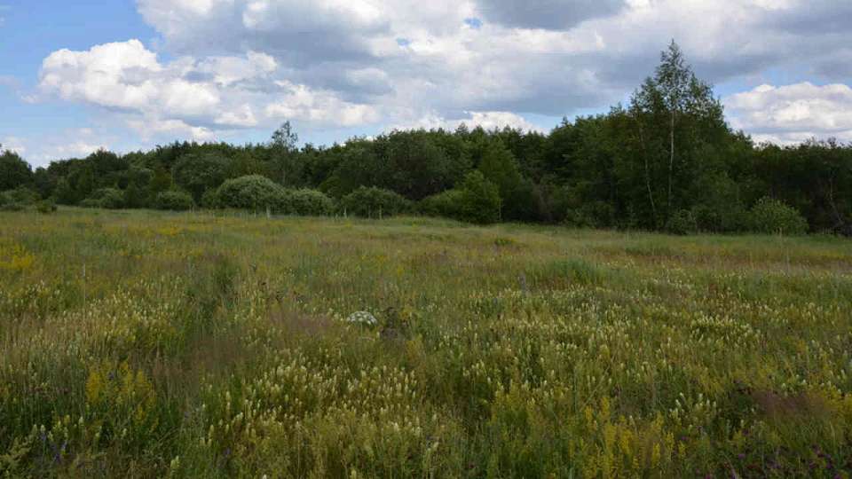 Красную книгу обновит минприроды Воронежской области