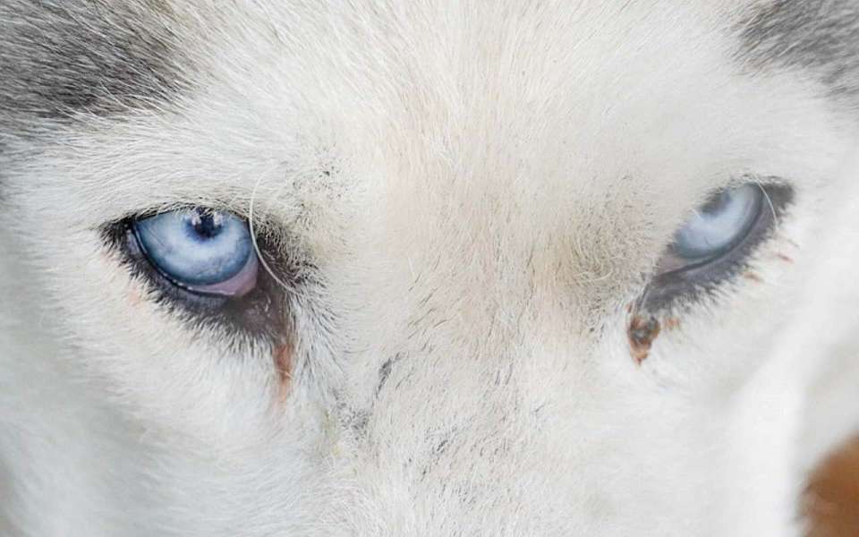 Карантин по бешенству установили в воронежском селе Васильевка